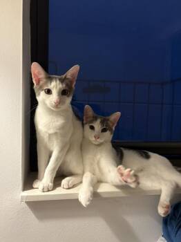 Rescue Domestic Short Hair Cats for Adoption - The Pickle Bros | PetCurious