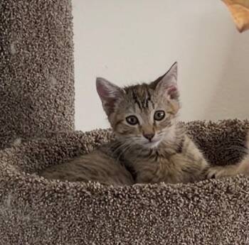 Stormy -  Tabby Cat for Adoption in Oakley, California - Stormy | PetCurious