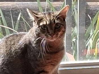 Domestic Short Hair Cats Available for Adoption in Alafaya, Florida - Koby | PetCurious