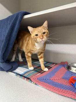 BAMBI -  Domestic Short Hair Cat for Adoption in Omaha, Nebraska - BAMBI | PetCurious