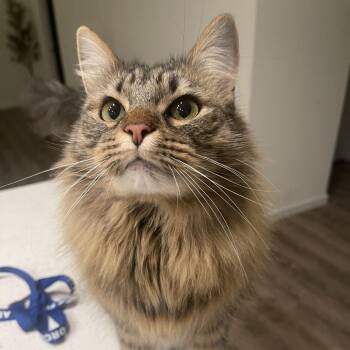 Kouvr *                              (courtesy listing) -  Domestic Long Hair Cat for Adoption in Waynesville, North Carolina - Kouvr *                              (courtesy Listing) | PetCurious