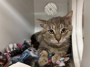 Domestic Short Hair Cats Available for Adoption in Kent, Washington - FENNICK | PetCurious