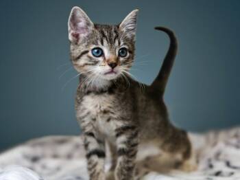 ERIS -  Domestic Short Hair Cat for Adoption in Santa Fe, New Mexico - ERIS | PetCurious