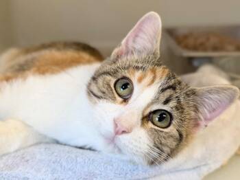 Tigger -  Domestic Short Hair Cat for Adoption in Menomonie, Wisconsin - Tigger | PetCurious