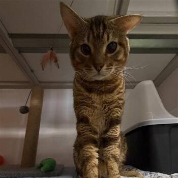Domestic Short Hair Cats Available for Adoption in Salt Lake City, Utah - McQueen | PetCurious