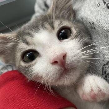 Keanu (bonded with Catniss) -  Domestic Short Hair Cat for Adoption in Los Angeles, California - Keanu (bonded With Catniss) | PetCurious