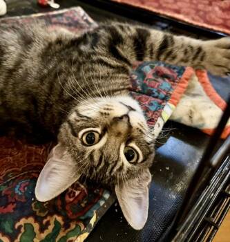 MICKEY -  Tabby Cat for Adoption in Lake Ozark, Missouri - MICKEY | PetCurious