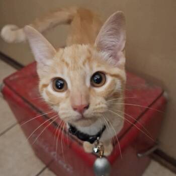 Grace -  American Shorthair Cat for Adoption in Yukon, Oklahoma - Grace | PetCurious