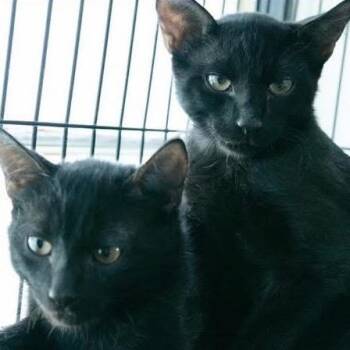 Domestic Short Hair Cats Available for Adoption in Sarasota, Florida - Wolfie | PetCurious