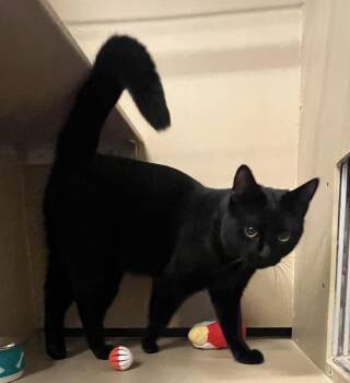 Domestic Short Hair Cats Available for Adoption - Poe | PetCurious