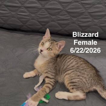 Blizzard -  Domestic Short Hair Cat for Adoption in League City, Texas - Blizzard | PetCurious