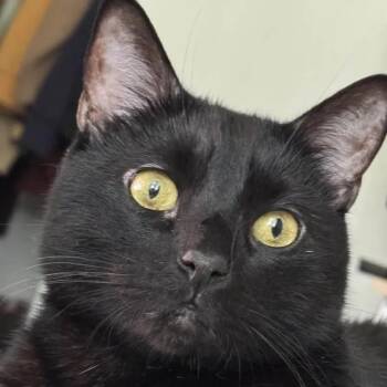 Rescue American Shorthair Cats for Adoption in Weehawken Township, New Jersey - Toast | PetCurious
