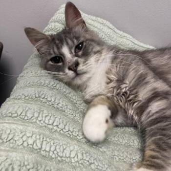 Peeta -  Domestic Long Hair and Domestic Short Hair Cat for Adoption in Janesville, Wisconsin - Peeta | PetCurious