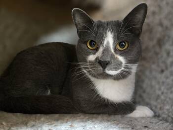 Domestic Short Hair Cats Available for Adoption - Everest  | PetCurious