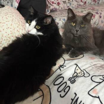Minnie -  Maine Coon and Domestic Short Hair Cat for Adoption in Lynchburg, Virginia - Minnie | PetCurious