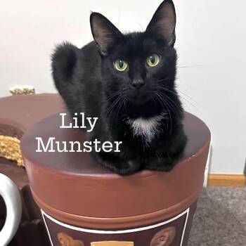 Lily Muenster -  Domestic Short Hair Cat for Adoption in Madison, Wisconsin - Lily Muenster | PetCurious