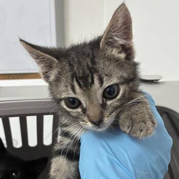 Diego -  Domestic Short Hair Cat for Adoption in Edinburg, Texas - Diego | PetCurious