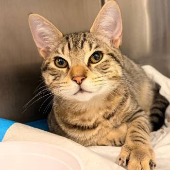 Domestic Short Hair Cats Available for Adoption in Newark, New Jersey - AHNJ-Stray-46294 | PetCurious