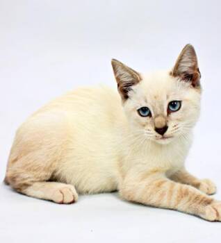 Eleana -  Domestic Short Hair Cat for Adoption in Morton Grove, Illinois - Eleana | PetCurious