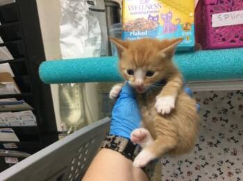 A1936836 -  Domestic Short Hair Cat for Adoption in Riverside, California - A1936836 | PetCurious