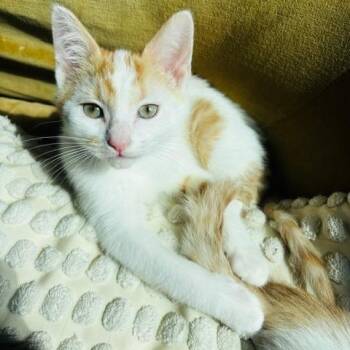 Domestic Short Hair Cats Available for Adoption in Evanston, Illinois - Gust | PetCurious