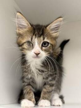 Eggplant -  Domestic Short Hair Cat for Adoption in West Chester, Pennsylvania - Eggplant | PetCurious