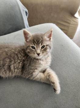 Peanut 12 wks -  Tabby Cat for Adoption in London, Ontario - Peanut 12 Wks | PetCurious