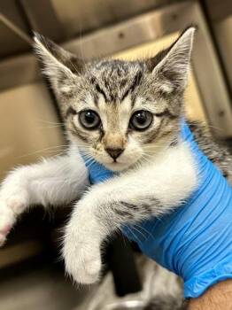 Dorthy -  Domestic Short Hair Cat for Adoption in Wichita, Kansas - Dorthy | PetCurious