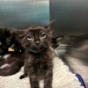Iggy -  Domestic Short Hair Cat for Adoption in Los Angeles, California - Iggy | PetCurious
