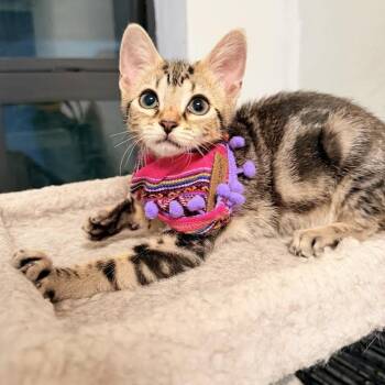Gia -  Tabby and Bengal Cat for Adoption in Coral Gables, Florida - Gia | PetCurious