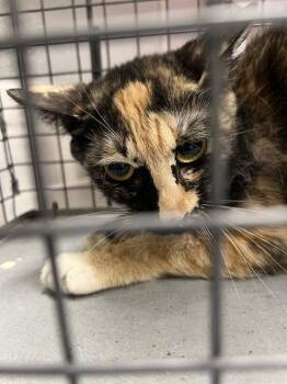 CHER -  Domestic Short Hair Cat for Adoption in Las Vegas, Nevada - CHER | PetCurious