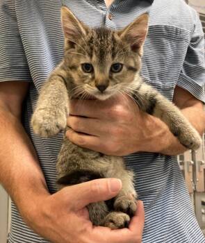 Squirrely -  Domestic Short Hair Cat for Adoption in St. Ignace, Michigan - Squirrely | PetCurious