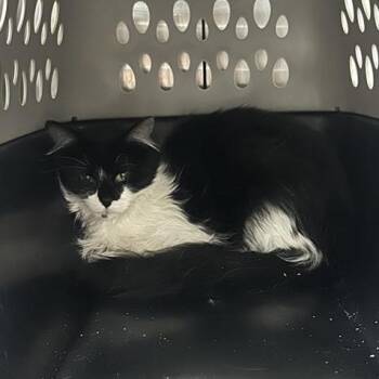 Arthurina -  Domestic Long Hair Cat for Adoption in Salt Lake City, Utah - Arthurina | PetCurious