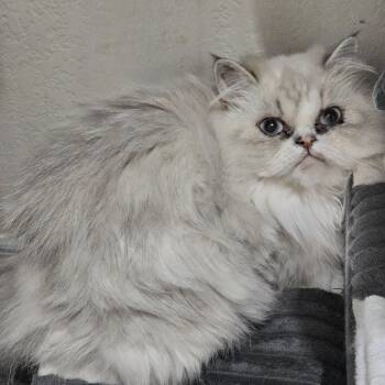 Daphne and Scooby -  Persian Cat for Adoption in Belle Isle, Florida - Daphne And Scooby | PetCurious