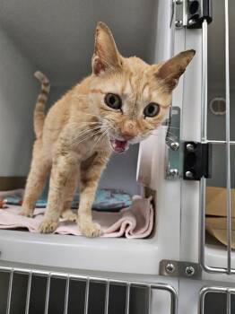 TRISCUIT -  Domestic Short Hair Cat for Adoption in Palmetto, Florida - TRISCUIT | PetCurious
