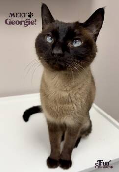 Siamese Cats Available for Adoption in Madison, Wisconsin - GEORGIE | PetCurious