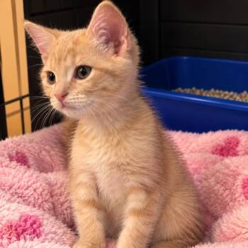 Zombie -  Domestic Short Hair Cat for Adoption in Green Forest, Arkansas - Zombie | PetCurious