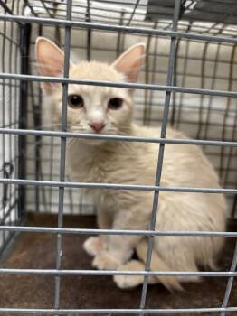 DAVID -  Domestic Short Hair Cat Available for Adoption in Las Vegas, Nevada - DAVID | PetCurious