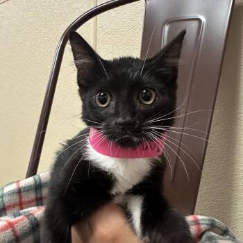 Hermione -  Domestic Short Hair Cat for Adoption in Goleta, California - Hermione | PetCurious