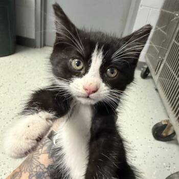 Cymbalta -  Domestic Short Hair Cat for Adoption in Marion, Virginia - Cymbalta | PetCurious