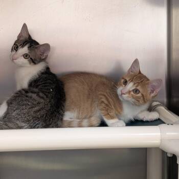 Waffle -  Domestic Short Hair Cat for Adoption in St. Augustine, Florida - Waffle | PetCurious