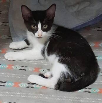 Seri -  Domestic Short Hair Cat for Adoption in Oviedo, Florida - Seri | PetCurious