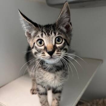 Pecan -  Domestic Short Hair Cat for Adoption in Long Beach, California - Pecan | PetCurious