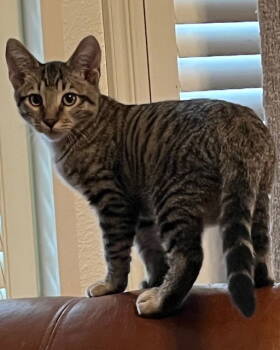 Rescue Domestic Short Hair Cats for Adoption in Antioch, California - Kendrick | PetCurious