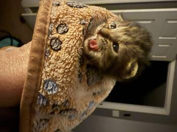 Orian -  American Shorthair Cat for Adoption in Randolph, Alabama - Orian | PetCurious