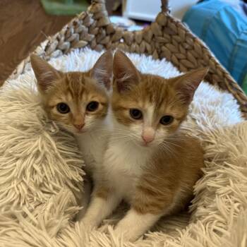 Toggle -  Domestic Short Hair Cat for Adoption in Potomac, Maryland - Toggle | PetCurious