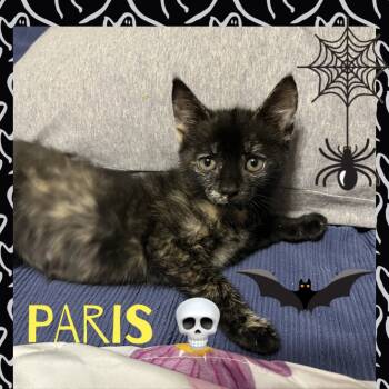 Rescue Domestic Short Hair Cats for Adoption in Reisterstown, Maryland - Paris | PetCurious