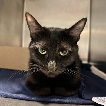 Busta Lime -  Domestic Short Hair Cat for Adoption in Chattanooga, Tennessee - Busta Lime | PetCurious