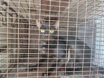 A660013 -  Domestic Short Hair Cat for Adoption in Houston, Texas - A660013 | PetCurious