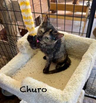 Rescue Domestic Short Hair Cats for Adoption in Mission Viejo, California - Churo | PetCurious